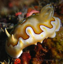 Now this is one juicy nudi... by Alex Tattersall 